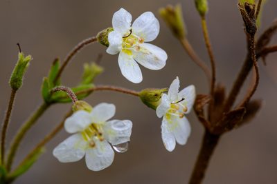 Ourisia macrophylla, photographed by theylooklikeus