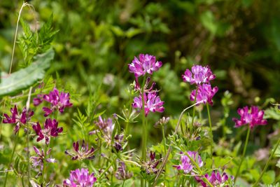 Astragalus sinicus, photographed by WATANABE Hitoshi 渡辺仁