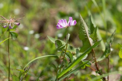 Astragalus sinicus, photographed by WATANABE Hitoshi 渡辺仁