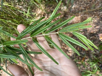 Oxylobium robustum, photographed by Greg Tasney