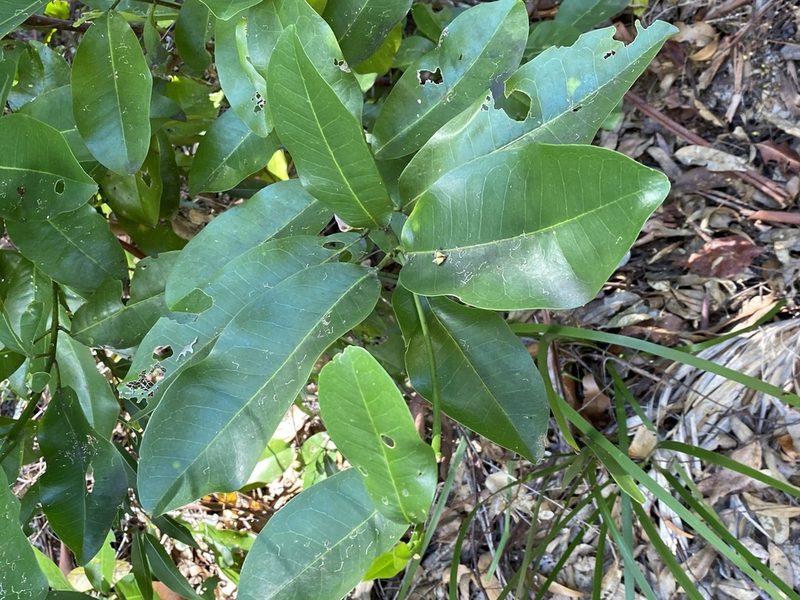 Acronychia wilcoxiana, photographed by Greg Tasney