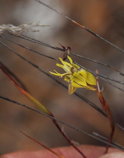 Moraea inconspicua, photographed by Tony Rebelo