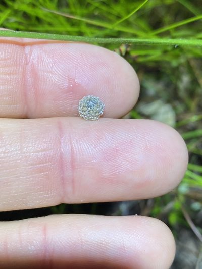 Eriocaulon scariosum, photographed by Greg Tasney
