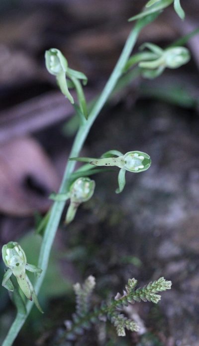 Platanthera minor, photographed by Agnes Trekker