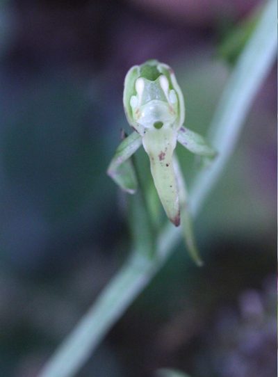 Platanthera minor, photographed by Agnes Trekker
