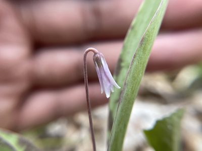 Erythronium propullans, photographed by Brandon Corder