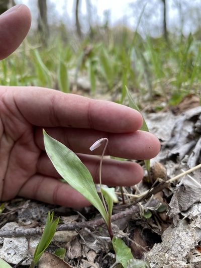 Erythronium propullans, photographed by Brandon Corder