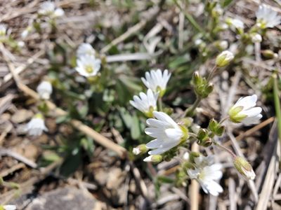 Cerastium velutinum, photographed by Tom Field