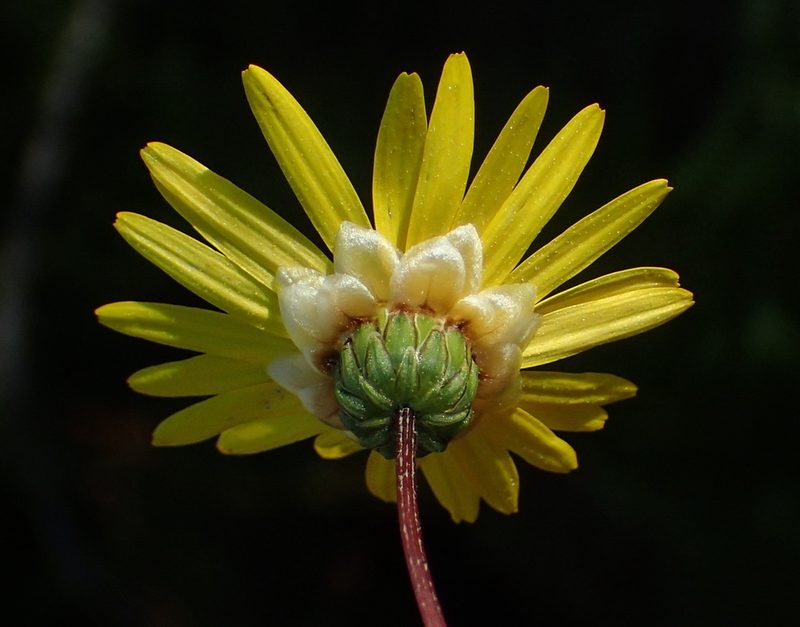Ursinia anethoides, photographed by Nicola van Berkel