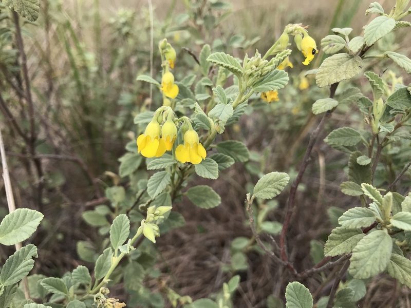 Hermannia althaeifolia, photographed by Andrew Gillespie