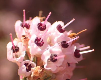 Erica canaliculata, photographed by Nicola van Berkel