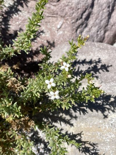 Stenotis mucronata, photographed by Sula Vanderplank