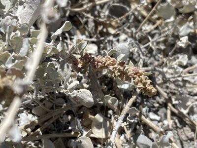 Atriplex barclayana, photographed by Sula Vanderplank