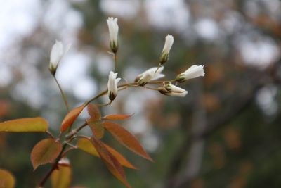 Amelanchier laevis, photographed by Henry "Nick" Robertson