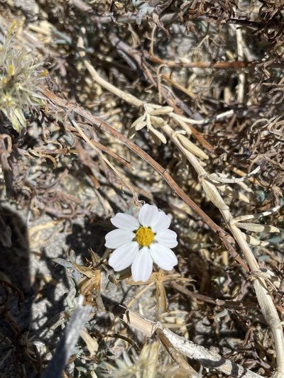Nicolletia trifida, photographed by Sula Vanderplank