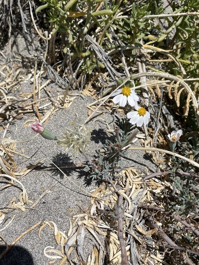 Nicolletia trifida, photographed by Sula Vanderplank