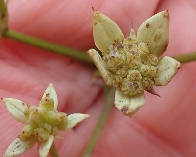 Alepidea amatymbica, photographed by Peter Warren