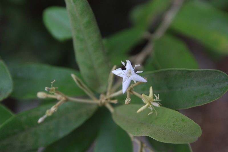 Morisonia ferruginea, photographed by Brian Oakes Haiti Hunter