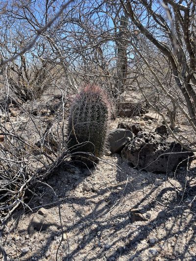 Ferocactus peninsulae, photographed by Sula Vanderplank