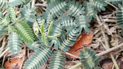 Neptunia pubescens, photographed by Chris Hughes