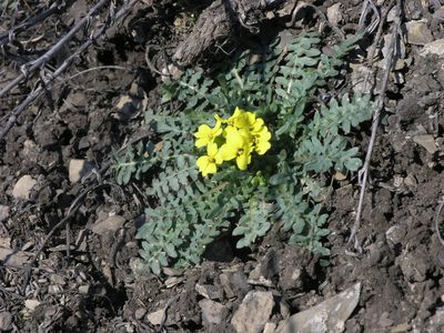 Chorispora sibirica, photographed by Oleg Kosterin
