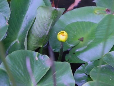 Nuphar pumila, photographed by Agnes Trekker