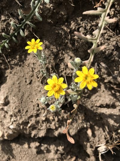 Eriophyllum ambiguum, photographed by Mike Heine