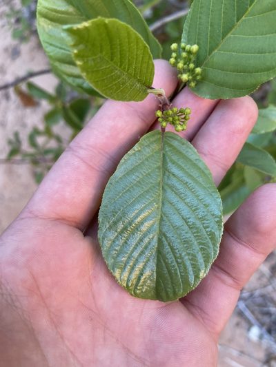 Frangula obovata, photographed by Grant Chovil