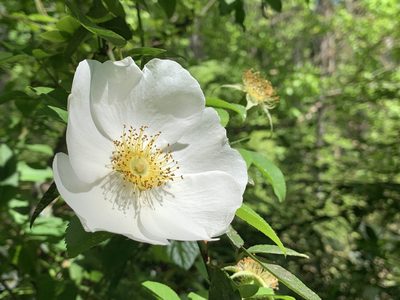 Rosa laevigata, photographed by Jonah McDonald