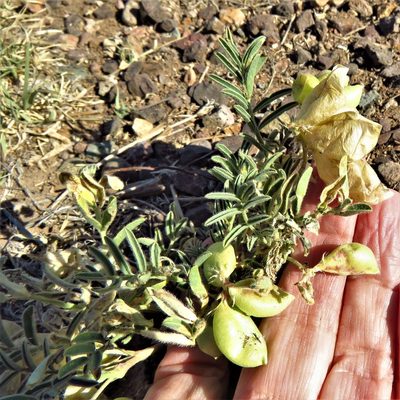 Astragalus wootonii, photographed by Annika Lindqvist