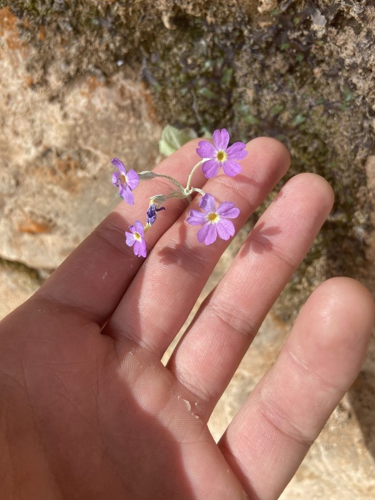 Primula specuicola, photographed by Grant Chovil