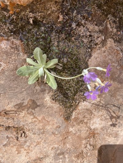 Primula specuicola, photographed by Grant Chovil
