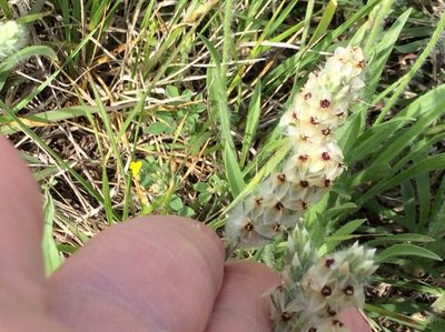 Plantago helleri, photographed by Roz Hunter
