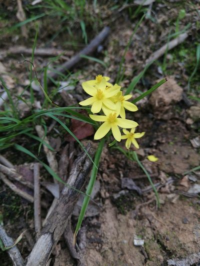 Pauridia trifurcillata, photographed by Christiaan Viljoen