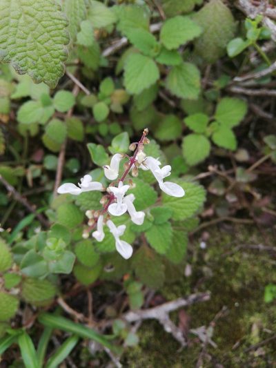 Coleus madagascariensis, photographed by Christiaan Viljoen