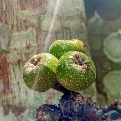 Ficus fistulosa, photographed by Beah Vega