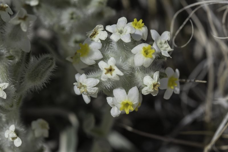 Oreocarya fulvocanescens, photographed by Craig Martin