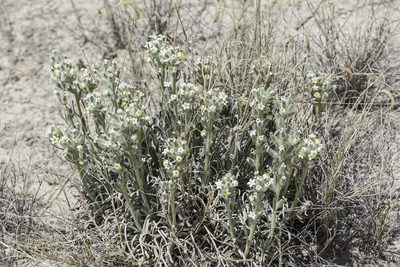 Oreocarya fulvocanescens, photographed by Craig Martin