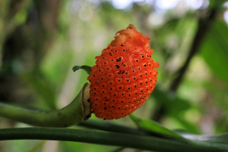 Philodendron anisotomum, photographed by Jake Rehage