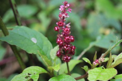 Phytolacca rugosa, photographed by Jake Rehage