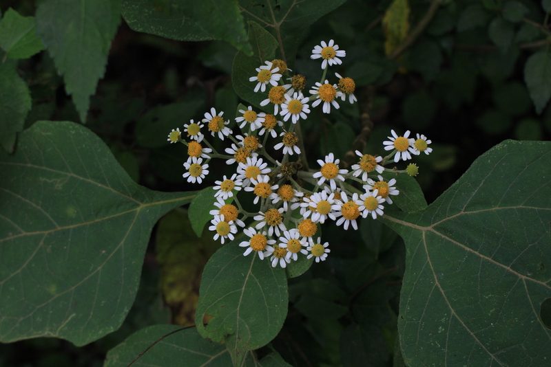 Podachaenium eminens, photographed by Jake Rehage