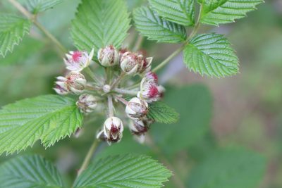Rubus niveus, photographed by Jake Rehage