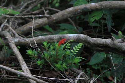 Columnea glabra, photographed by Jake Rehage