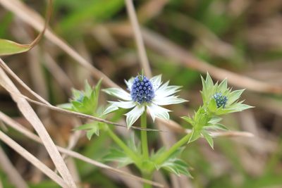 Eryngium carlinae, photographed by Jake Rehage