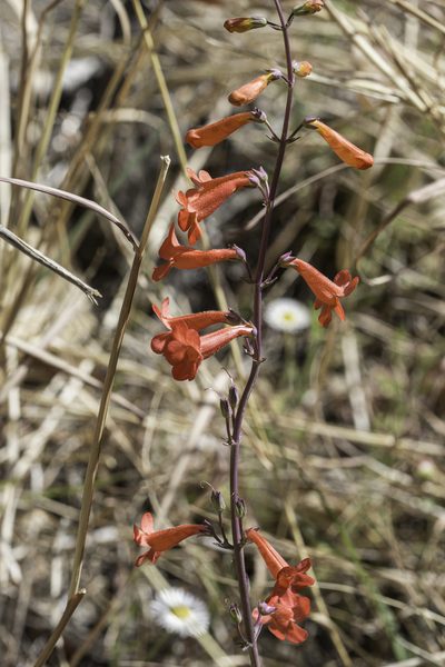 Penstemon alamosensis, photographed by Craig Martin