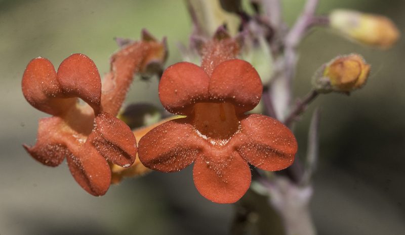 Penstemon alamosensis, photographed by Craig Martin