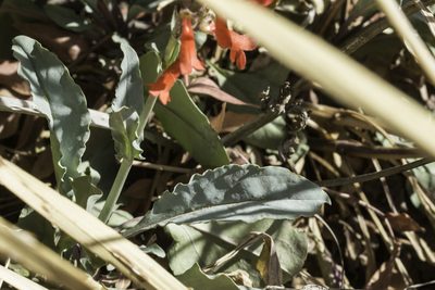 Penstemon alamosensis, photographed by Craig Martin