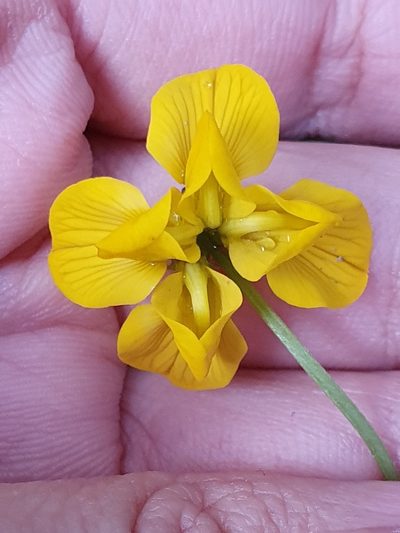 Hippocrepis atlantica, photographed by Mehdi Chetibi