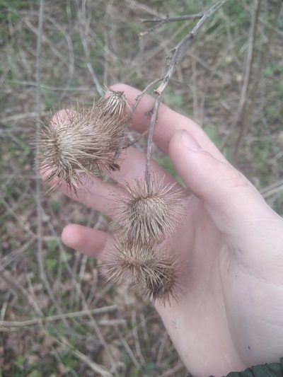 Arctium nemorosum, photographed by evgeniq_benihanov