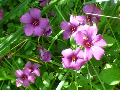 Oxalis brasiliensis, photographed by kcthetc1